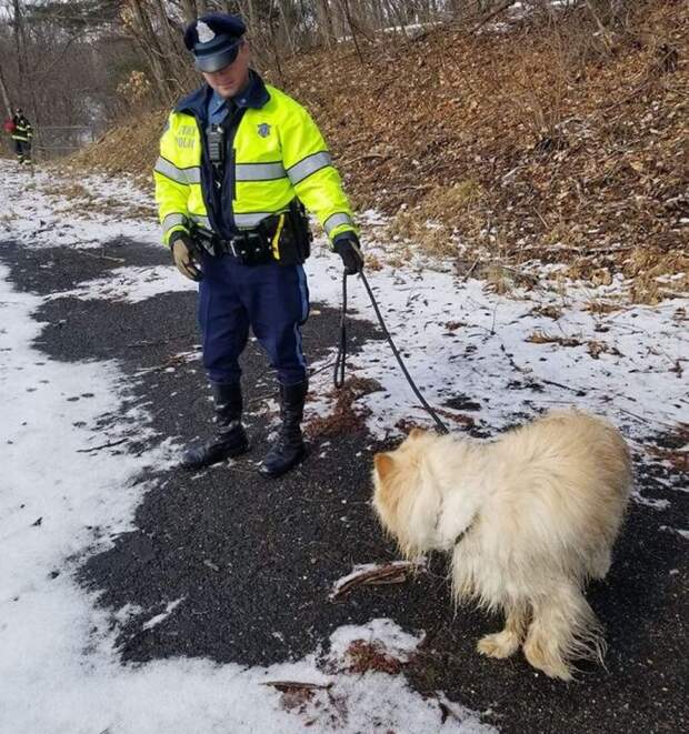 пес собака и мужчина