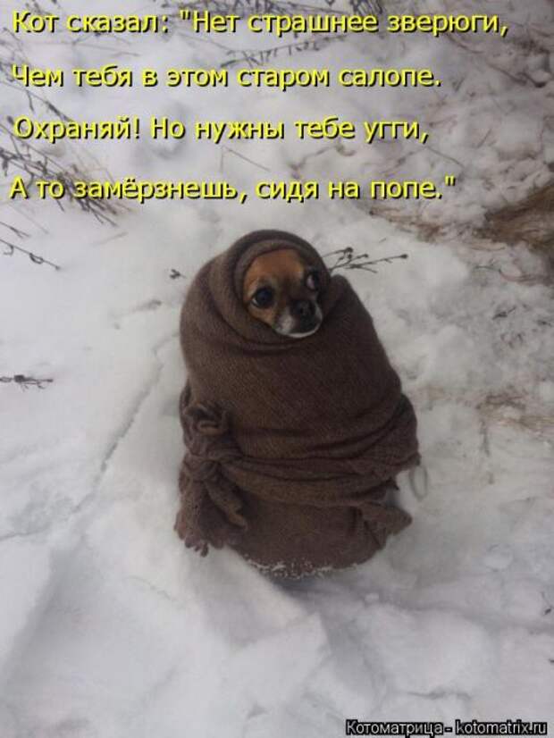 Лучшие котоматрицы недели (50 фото)