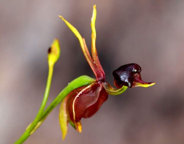Орхидея-утка растения, факты, цветы
