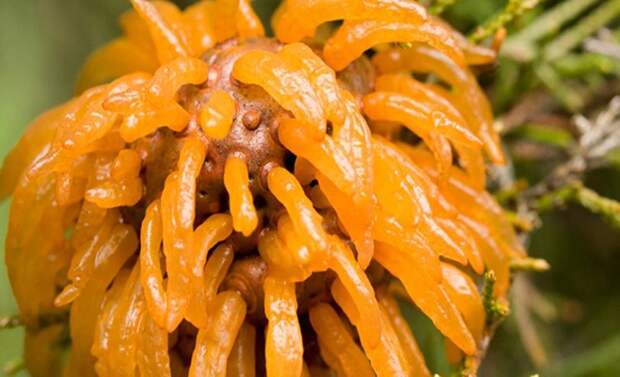 creepyplants39 Самые жуткие растения