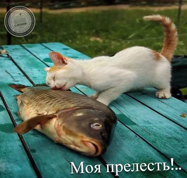 Моя прелесть!..