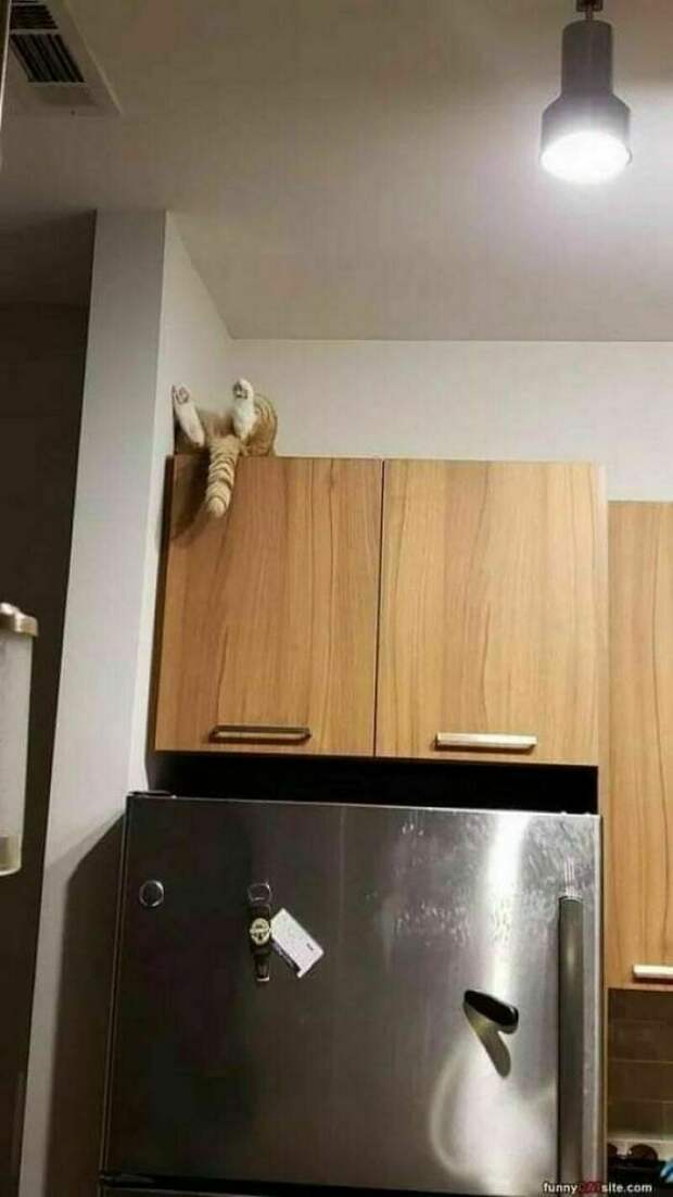 17 уморительных снимков котов, которые занимаются дуракавалянием