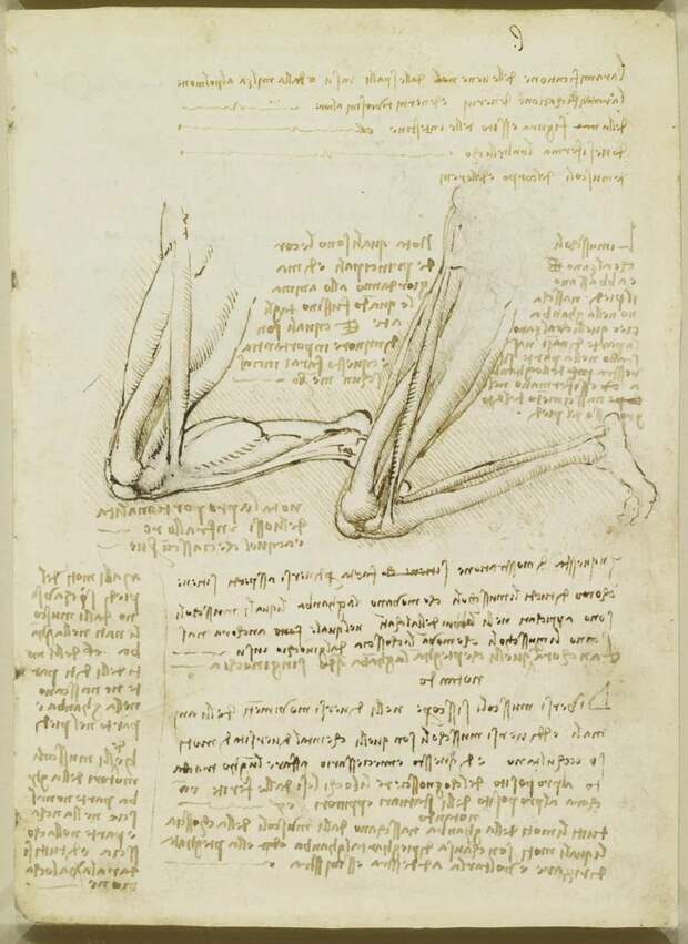 Recto: The muscles of the leg, with notes. Verso: Notes on the s