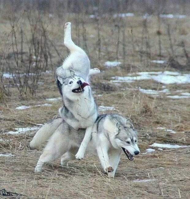 Это не домашние питомцы, а сплошной источник смеха!