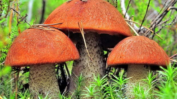 Немного о грибах грибы, факты, что нужно знать о грибах