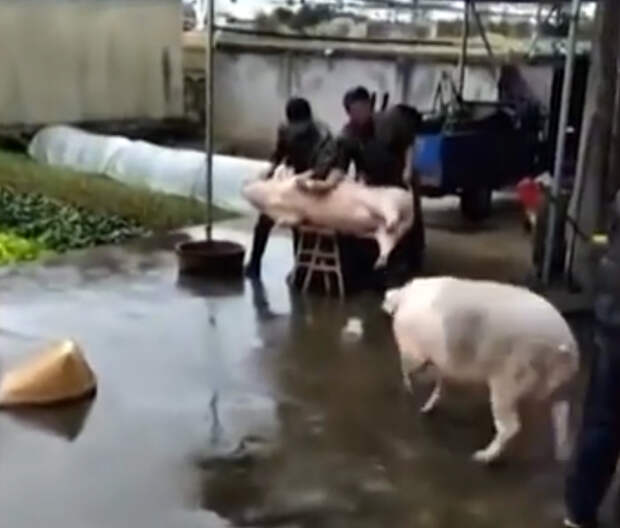 В Китае свинья накинулась на мясников, чтобы спасти соплеменницу ynews, видео, животные, и такое бывает, китай, свиноферма, свинья, шокирующее видео