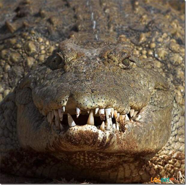 Животные улыбаются