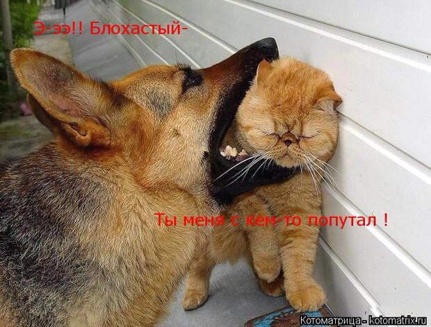 kotomatritsa_qJ (693x527, 366Kb)