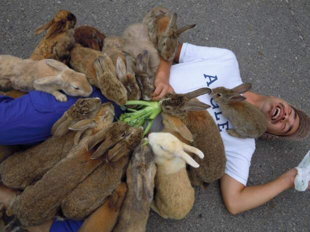 Стая разъярённых кроликов заживо сжирает человека. животные, нападения, не для слабонервных, человек