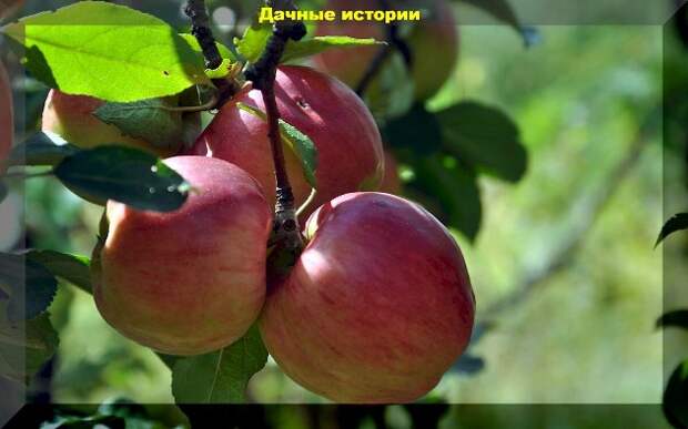 Как правильно удобрять участок опилками, чем мульчировать грядки, как заделать дупло в дереве: отвечаем на эти и другие вопросы