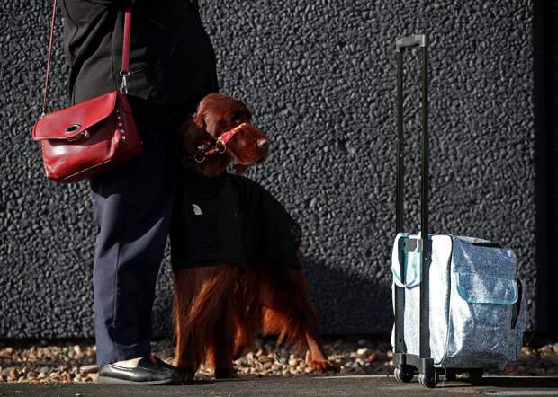 Выставка собак Crufts Dog Show 2019 проходит в Великобритании