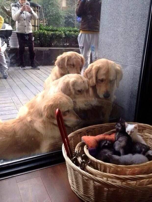 Кот и пёс  кот, кошка, пёс, собака