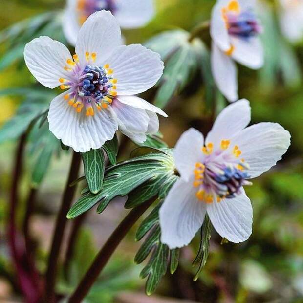 Весенник перистонадрезанный (Eranthis pinnatifida) - настоящий раритет