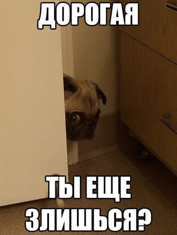 Прикольные картинки (104 фото)
