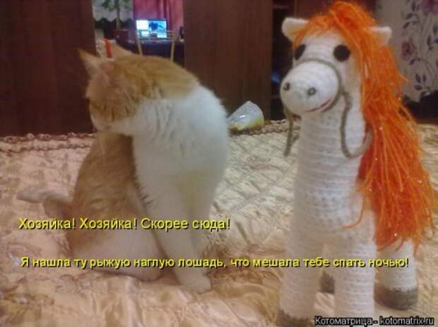 Свежая котоматрица (35 фото)