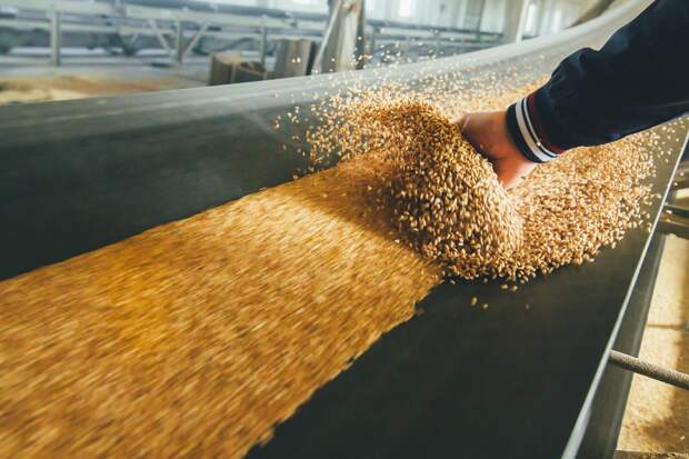 Минсельхоз: Турция приостановит импорт пшеницы