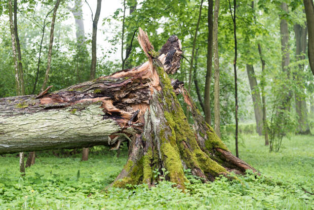 Отправившиеся к озеру Лена в США туристки оказались раздавлены деревом