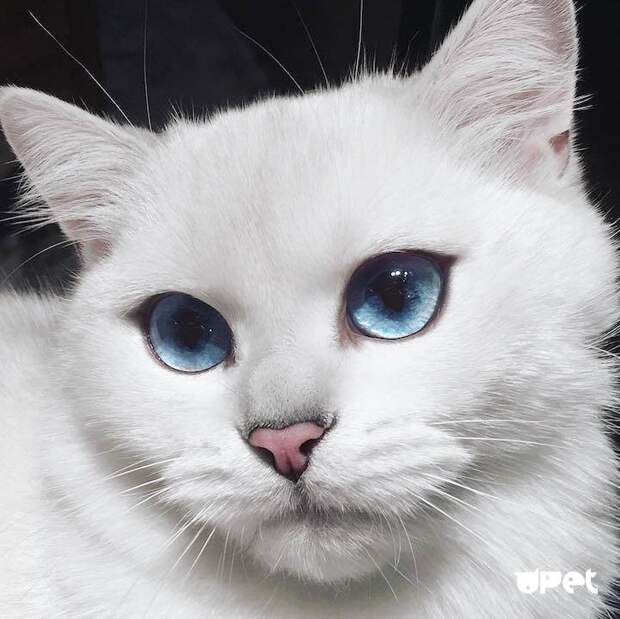 Кошки с голубыми глазами (33 фото)