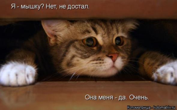 Котоматрицы(картинки с надписями)