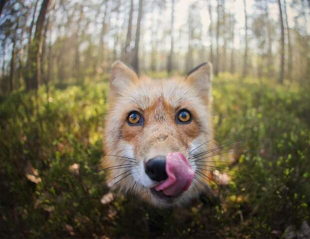 Любопытная лиса завязала дружбу с фотографом (фото)