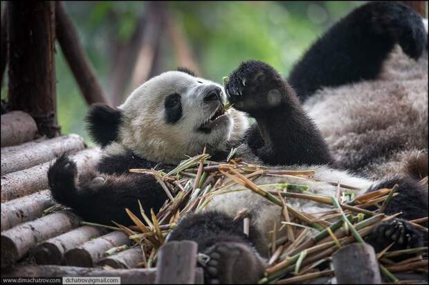 panda08