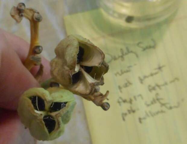Семена лилейника. Фото сайта growinggreener.blogspot.com