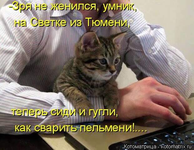 Лучшие котоматрицы недели (50 фото)