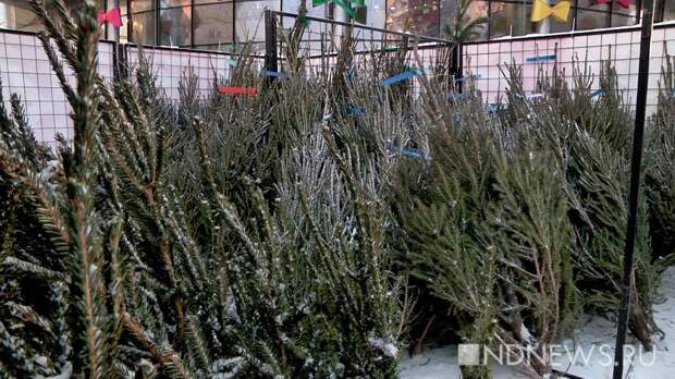 Перед Новым годом уральцы незаконно срубили 95 елок