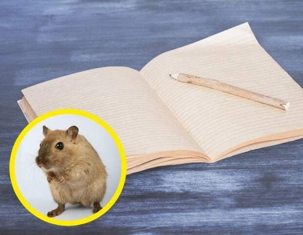 Скрытые функции и тайны привычных бытовых предметов