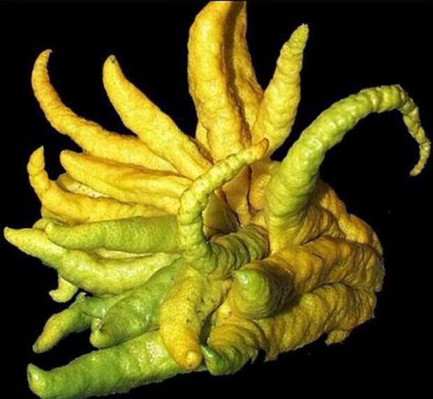 creepyplants27 Самые жуткие растения