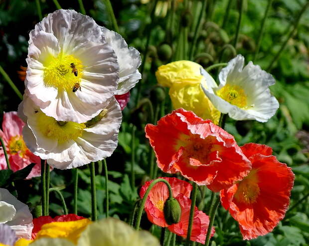 Всем на радость!