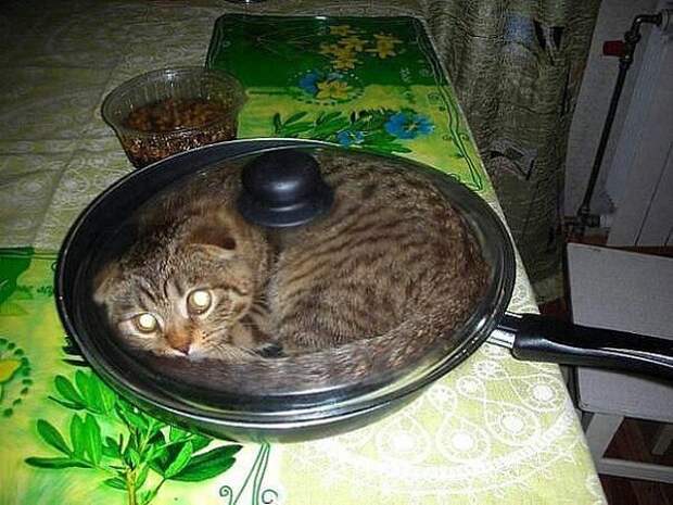 они старались,как могли))) шня1, шня2