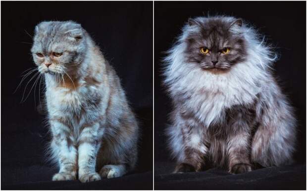 Бездомные уральские коты стали фотомоделями, чтобы найти новых хозяев коты, факты, это интересно
