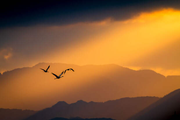 Финалисты фотоконкурса Bird Photographer Of The Year 2021