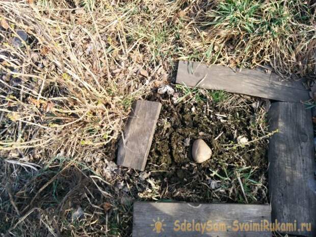 Как размножить смородины отводками осенью
