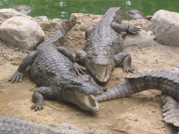 Крокодилы животные, интересное, море, опасность, подборка, факты, фауна