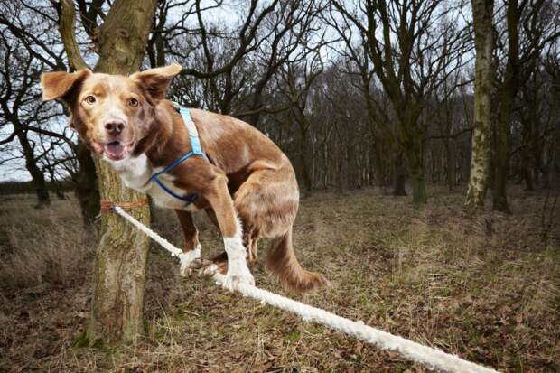 Самое быстрое прохождение по канату собакой. Фото: Michael Hughes | Guinness World Records