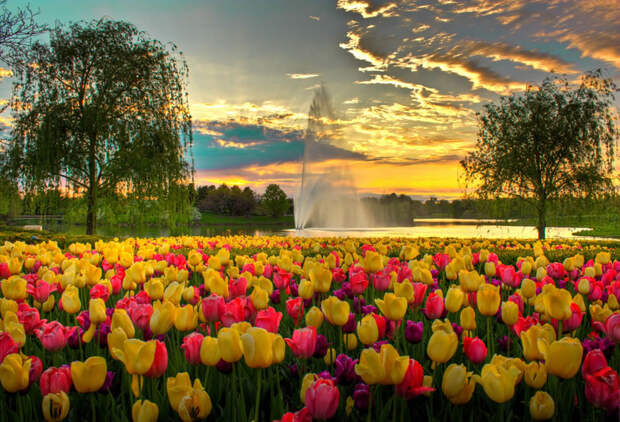 tulips01 Самые яркие тюльпаны со всего света