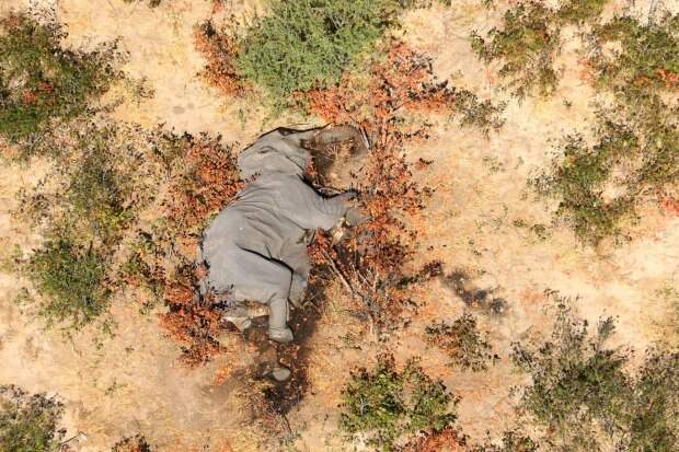 Катастрофа в Ботсване: по непонятной причине там погибли более 350 слонов