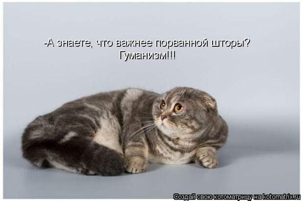 Котоматрица - -А знаете, что важнее порванной шторы? Гуманизм!!! Гуманизм!!!