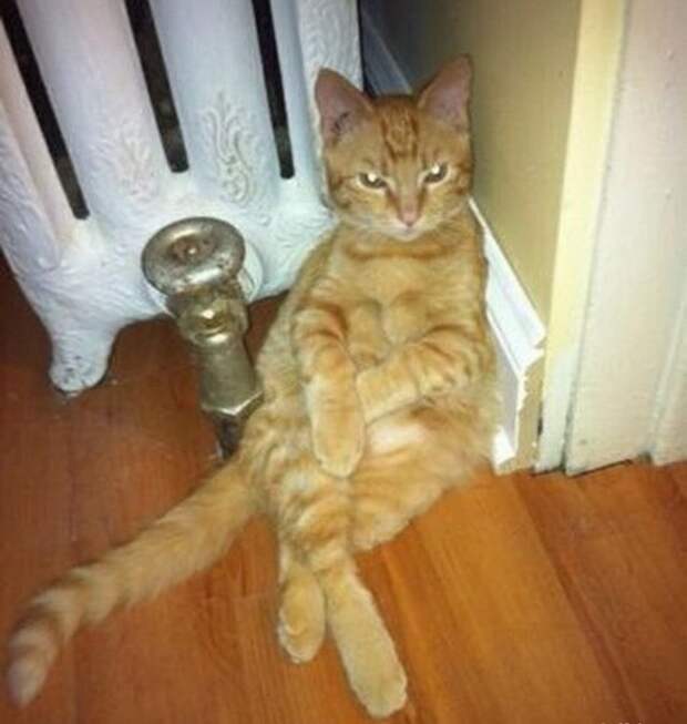Прикольные котики коты, прикол, фото