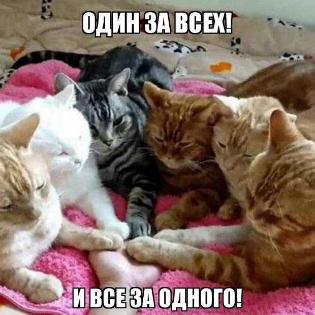 Субботний котопост картинки с надписями., смешные коты и кошки, фотоприколы