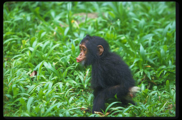 A baby chimp.