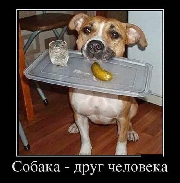 Демотиваторы (30 фото) Демотиваторы (30 фото)