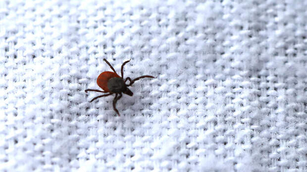 Роспотребнадзор: начало активности клещей в РФ ожидается в третьей декаде марта