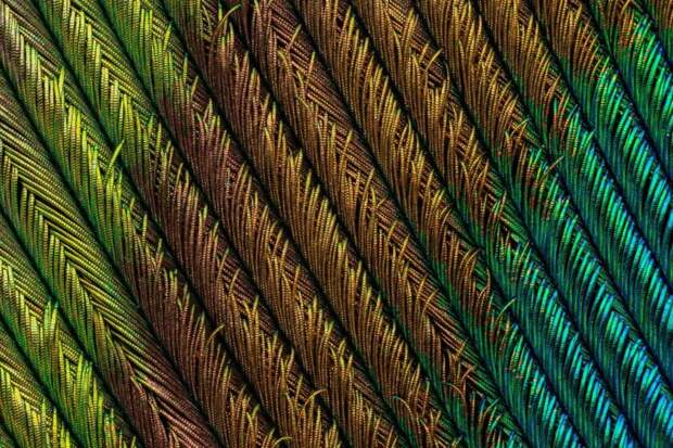 20 работ с конкурса микрофотографии Nikon Small World 2018
