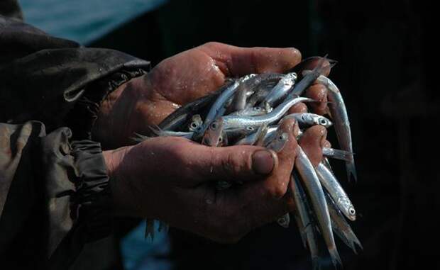 В Латвии заявили о том, что рыбная промышленность в стране “утонула”