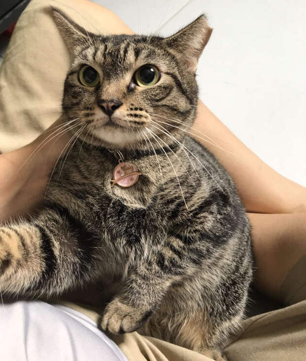 кот сидит на руках