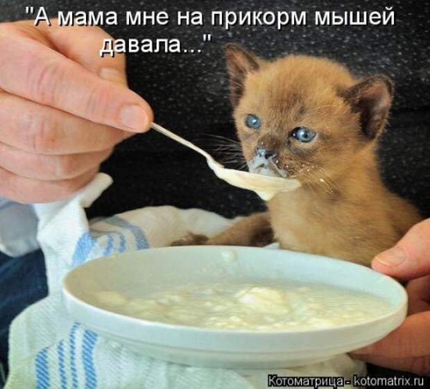 Отличная котоматрица на Бугаге (35 фото)
