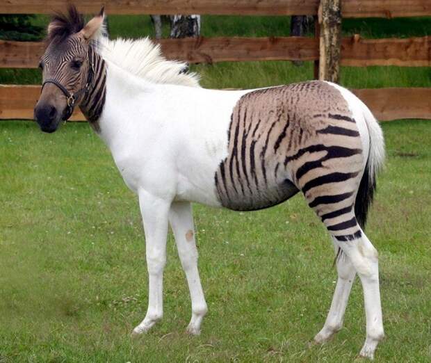 Одна из разновидностей зеброидов — помесь зебры и пони. животные, интересное, удивительное, факты